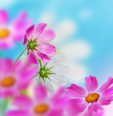 daisy flowers on blue sky background