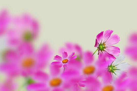 Pink and white cosmos flowers.