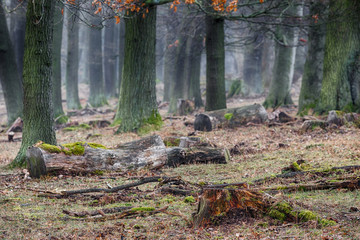 Obraz premium Wald im Nebel