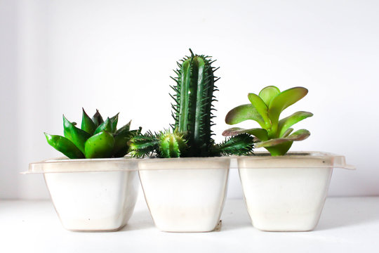 Cactus fake on the table