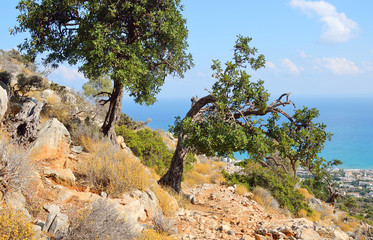 Summer mountain landscape.