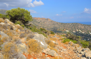 Summer mountain landscape.