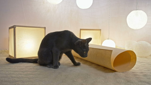 Funny gray playing cat climbing in paper tube. 