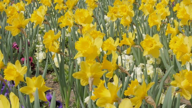 Narcissus pseudonarcissus outdoor flower garden on the wind 4K 2160p UltraHD footage - Narcissus pseudonarcissus colorful plant field close-up 4K 3840X2160 UHD video 