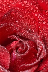 Close up view of the red rose covered dew