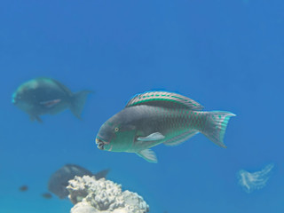 Naklejka premium Bridled parrotfish fish in water near coral reef in tropical sea