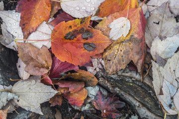 Autumn leaves in forest