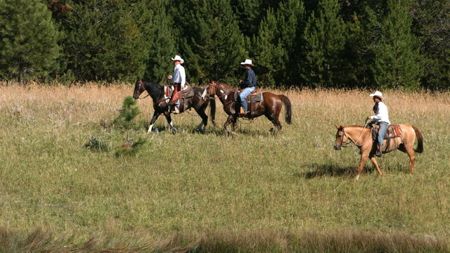 Three cowboys ride horses, slow motion