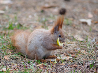 Cute red squirrel eating apple fruit human-like and posing in park