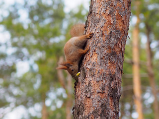 Cute red squirrel hiding apple in bark of the tree in park