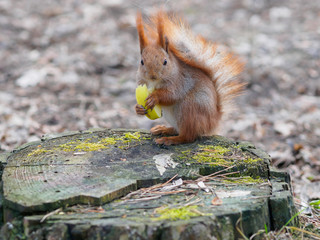 Cute red squirrel eating apple fruit and posing on the stump