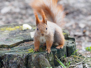 Cute red squirrel looking into camera and posing on the stump