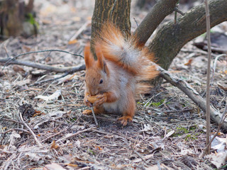 Cute red squirrel eating walnut human-like and posing in park