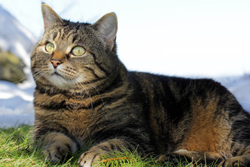 Eine Katze genießt die Wintersonne