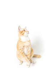 Fototapeta premium Orange little Cat on white background