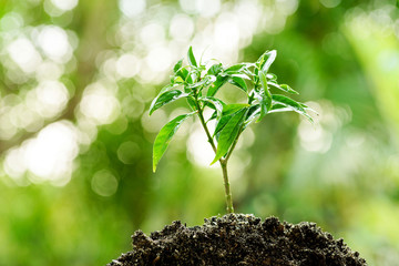 Little plant