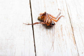 Dead cockroaches on floor