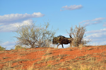 Big animal in the nature habitat, Namibia, Kalahari desert