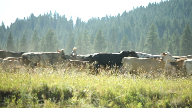 Cowboys herding cows