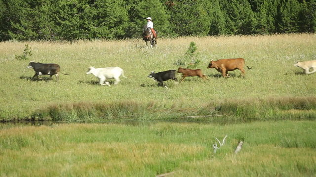 Cowboys herding cows