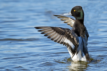 Male Lesser Scaup