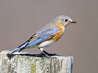 Female Eastern Bluebird