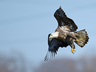 Bald Eagle in Flight Fish in Mouth