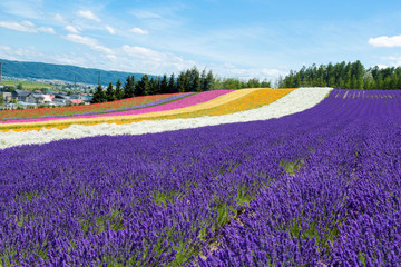 Fototapeta na wymiar Furano lavender
