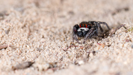 Springspinne (Pellenes tripunctatus) Männchen
