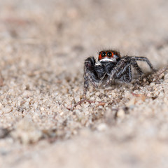 Springspinne (Pellenes tripunctatus) Männchen