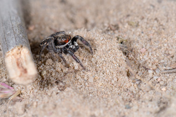 Springspinne (Pellenes tripunctatus) Männchen