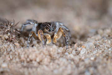 Springspinne (Aelurillus v-insignitus) Männchen