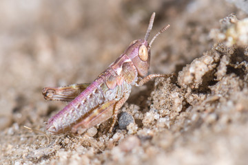 Gemeiner Grashüpfer (Chorthippus paralleles) im Heidesand
