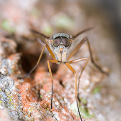 Gemeine Schnepfenfliege (Rhagio scolopaceus) Portrait