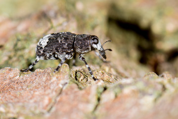 Weißrüssliger Breitrüssler (Tropideres albirostris) Fund Brandenburg