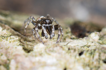 Zebraspringspinne (Salticus scenicus) Männchen