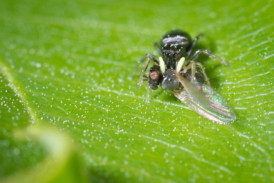 Kupfrige Sonnenspringspinne (Heliophanus cupreus) mit einer Fliege als Beute