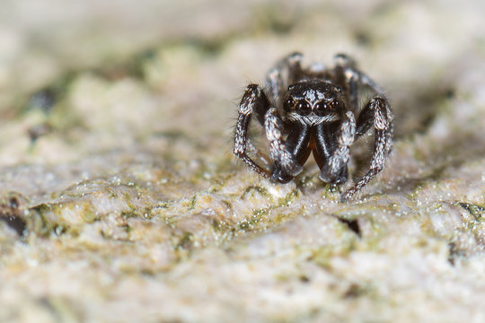 Zebraspringspinne (Salticus scenicus) M&auml;nnchen
