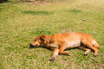 dog sleeping