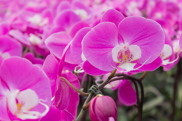Fototapeta na wymiar Moth orchid or Phalaenopsis.