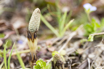 つくしの芽生え