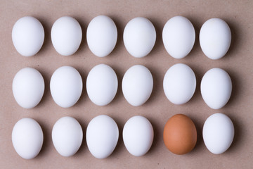 Rows of fresh white eggs with one brown one