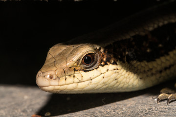 Reptile type ;Skink - Head and face / Macro image (Scincidae) 