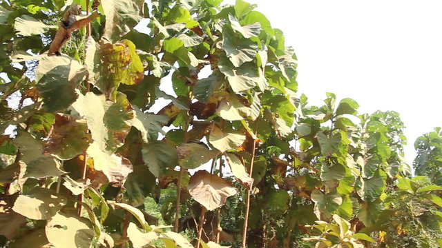 Growing Big Lianas in Jungle