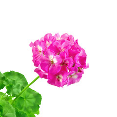 Fototapeta premium Geranium pink with leaves
