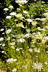 Fototapeta premium Small white flowers