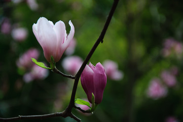 The beautiful blooming magnolia flowers in garden.