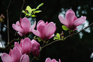 Obraz premium The beautiful blooming magnolia flowers in garden. 