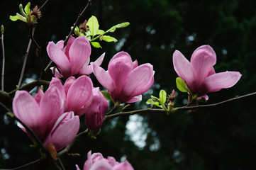 The beautiful blooming magnolia flowers in garden.
