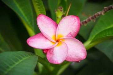 Close Up,Pink plumeria on the plumeria tree, frangipani tropical